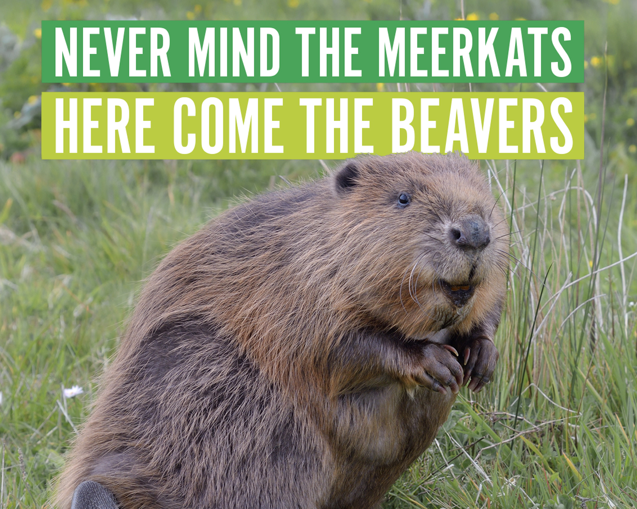 Never mind the meerkats. Here come the beavers