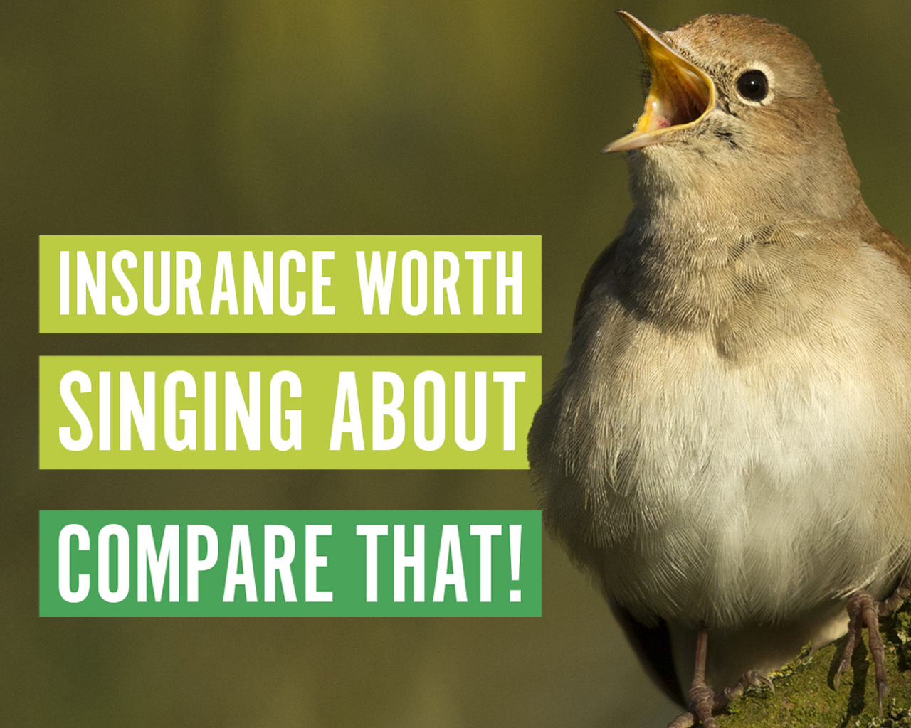 IInsurance worth singing about. Compare that!